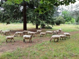 Les moutons dans le parc de l'Autre Soie