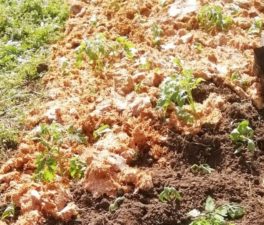 Accéder à l'actualité : Vaulx-en-Velin la Soie : jardinez avec Graines Urbaines